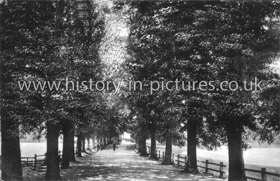 Park Avenue, Saffron Walden, Essex. c.1911